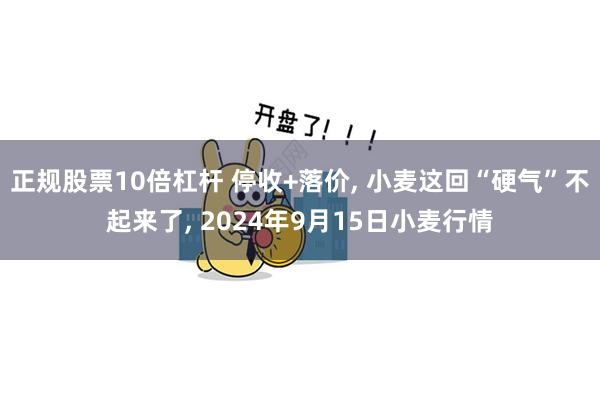 正规股票10倍杠杆 停收+落价, 小麦这回“硬气”不起来了, 2024年9月15日小麦行情