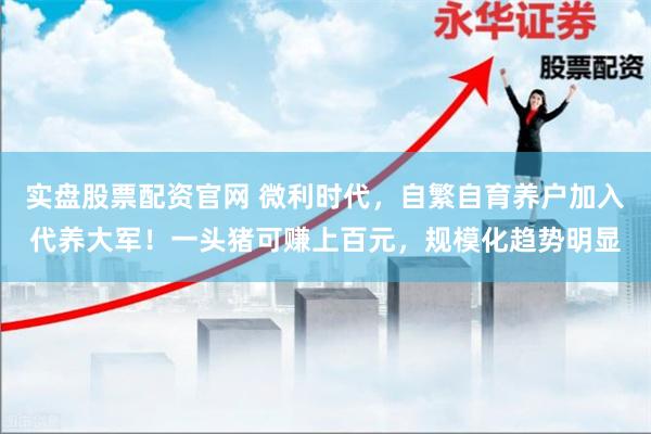 实盘股票配资官网 微利时代，自繁自育养户加入代养大军！一头猪可赚上百元，规模化趋势明显